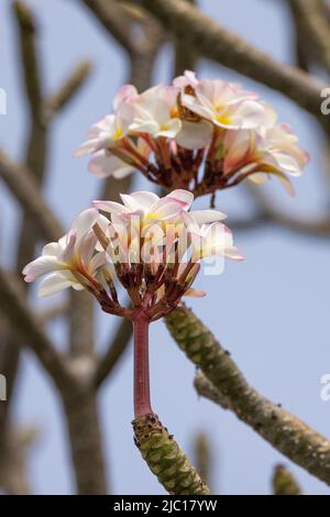 Plante frangipani, arbre à nez (Plumeria alba), fleurs, plante ornementale tropicale, États-Unis, Hawaï, Maui Banque D'Images