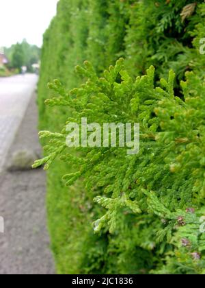 Cèdre jaune, cèdre blanc de l'est (Thuja occidentalis), planté comme haie, Allemagne Banque D'Images