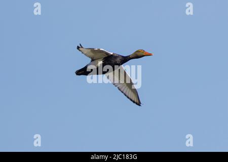 Verger à crête rouge (Netta rufina), homme en vol, eclipse plumage, Allemagne, Bavière Banque D'Images