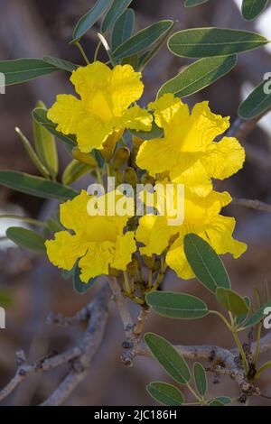 Trompette des Caraïbes, trompette d'argent, arbre d'or (Tabebuia aurea), fleurs, arbre ornemental, Etats-Unis, Hawaï, Maui Banque D'Images