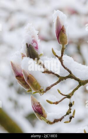 Soucoupe magnolia (Magnolia x soulangiana, Magnolia soulangiana, Magnolia x soulangeana, Magnolia soulangeana), fleurs enneigées en avril, tard Banque D'Images