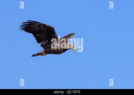 Aigle à tête blanche américain (Haliaeetus leucocephalus), volant juvénile , États-Unis, Arizona Banque D'Images