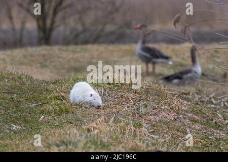 Coypu, nutria (Myocastor coypus), albinos dans les prairies en face des oies des graylag, Allemagne, Bavière, Erdinger Moos Banque D'Images