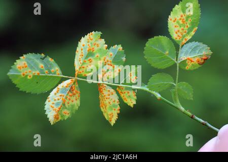 Rouille rose, Phragmidium mucronatum, tuberculatum bulbosum. Des pustules (urediospores, téliospores) se forment sur la surface foliaire inférieure d'une rose ornementale. Banque D'Images