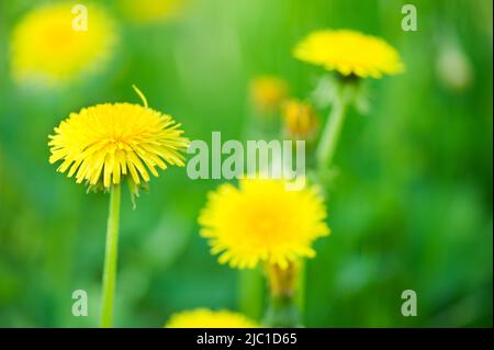 Fleurs de pissenlit (Taraxacum officinale) dans le champ. Mise au point sélective et faible profondeur de champ. Banque D'Images