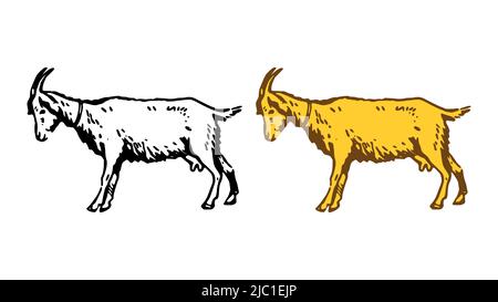Illustration vectorielle de chèvre dessinée à la main isolée sur fond blanc Illustration de Vecteur