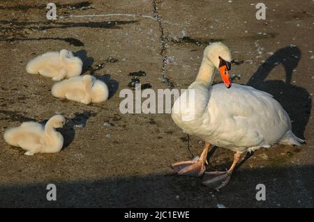 Une mère de cygne muette et protectrice regarde avec colère deux de ses trois nouvelles couvées de cygnets blancs molletonnés qui se délectent dans la chaleur du soleil du début de juillet sur le lac de Garde en bordure de Torbole sul Garda, Trentin-Haut-Adige, Italie. Banque D'Images