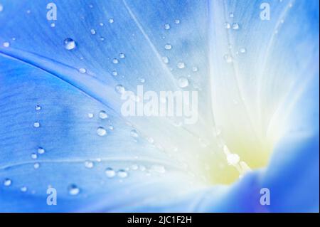 Raindrops sur la fleur de gloire du matin (Ipomoea tricolor). DOF peu profond. Banque D'Images