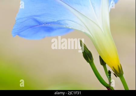 Gros plan de la fleur et du bourgeon de fleur de gloire du matin (Ipomoea tricolor). Banque D'Images