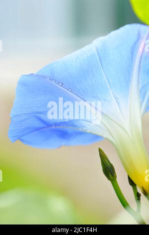 Gros plan de la fleur et du bourgeon de fleur de gloire du matin (Ipomoea tricolor). Banque D'Images