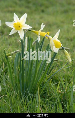 Jonarcisse (Narcissus pseudoquisse) avec des tepals jaune pâle et une trompette plus foncée dans des prairies rugueuses au printemps, Berkshire, A Banque D'Images