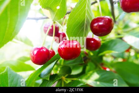 Cerises suspendues à la branche d'un cerisier Banque D'Images
