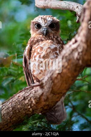 Australian Boobook Owl Juvenile Australie méridionale Victoria Banque D'Images