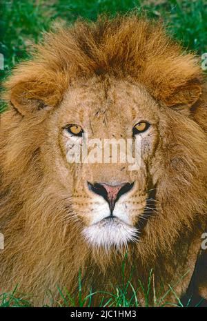 Mâle asiatique ou Lion indien , (Panthera Leo persica,) de la forêt de GIR, État du Gujarat, Inde. En voie de disparition. Banque D'Images