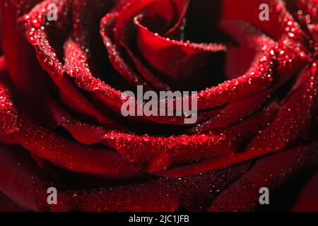 Bouton rose rouge en fleurs dans l'eau gouttes gros plan Banque D'Images