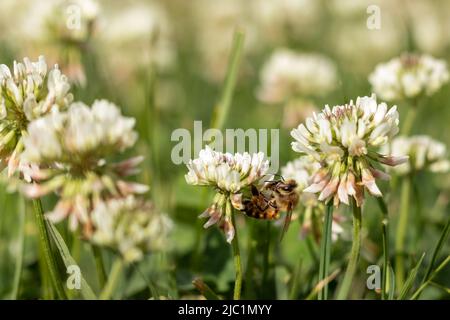 Abeille sur une fleur de trèfle dans un champ vert flou. Mise au point sélective. Placer pour le texte. Banque D'Images