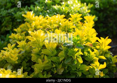 Feuilles jaunes vertes d'Euonymus japonicus dans le jardin extérieur. Banque D'Images