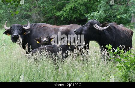 Berlin, Allemagne. 09th juin 2022. Les buffles d'eau de la ferme écologique Gut Darß se trouvent sur l'île de Peacock, en face du Luisentempel. Les deux vaches avec leurs veaux doivent garder les prairies humides libres de la croissance ligneuse et ainsi promouvoir des espèces de plantes rares. C'est une continuation du pâturage réussi des zones de prairie. Elle a eu lieu pour la première fois en l'année Luisen 2010. Credit: Bernd Settnik/dpa/Alay Live News Banque D'Images