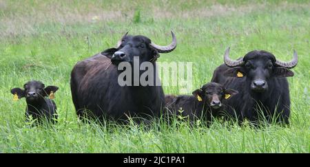 Berlin, Allemagne. 09th juin 2022. Les buffles d'eau de la ferme écologique Gut Darß se trouvent sur l'île de Peacock, en face du Luisentempel. Les deux vaches avec leurs veaux doivent garder les prairies humides libres de la croissance ligneuse et ainsi promouvoir des espèces de plantes rares. C'est une continuation du pâturage réussi des zones de prairie. Elle a eu lieu pour la première fois en l'année Luisen 2010. Credit: Bernd Settnik/dpa/Alay Live News Banque D'Images