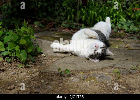 Un jeune chat espiègle se balader sur son dos dans une ruelle dans le jardin en regardant dans l'appareil photo Banque D'Images