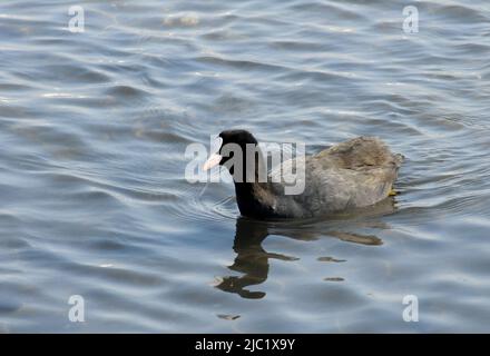 Les oiseaux de l'Ukraine. Le coot eurasien (Fulica atra), également connu sous le nom de coot commun Banque D'Images