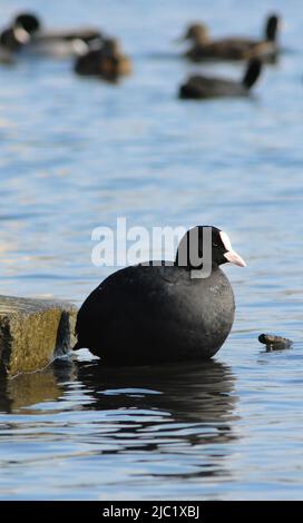 Les oiseaux de l'Ukraine. Le coot eurasien (Fulica atra), également connu sous le nom de coot commun Banque D'Images