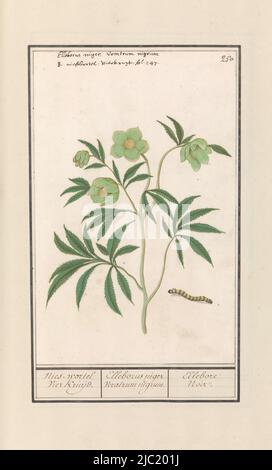 Nieskruid (Helleborus). Avec une chenille. Numéroté en haut à droite : 250. En haut à droite, les noms latin et néerlandais. Partie du troisième album avec des dessins de fleurs et de plantes. Dixième de douze albums avec dessins d'animaux, d'oiseaux et de plantes connus vers 1600, commandé par l'empereur Rudolf II Avec des explications en néerlandais, latin et français, Nieskruid (Helleborus) NIEs-root Vier Kruijd. / Elleborus niger. veratrum nigrum. / Ellebore Noir, rapporteur pour avis: Anselmus Boëtius de Boodt, rapporteur pour avis: Elias Verhulst, rapporteur pour avis: Praag, rapporteur pour avis: Delft, 1596 - 1610, papier, brosse, stylo, h 249 mm × l 159 mm Banque D'Images
