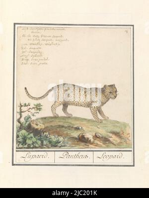 Leopard ou Panther. Numéroté en haut à droite : 14. En haut à gauche le nom en huit langues. Partie du premier album avec des dessins de quadrupeds. Premier des douze albums avec dessins d'animaux, d'oiseaux et de plantes connus vers 1600, commandé par l'empereur Rudolf II Avec des notes en néerlandais, latin et français, Leopard (Panthera pardus) Lupaerd. / Panthera. / Leopard., rapporteur pour avis: Anselmus Boëtius de Boodt, rapporteur pour avis: Elias Verhulst, rapporteur pour avis: Praag, rapporteur pour avis: Delft, 1596 - 1610, papier, brosse, stylo, h 184 mm × l 177 mm Banque D'Images