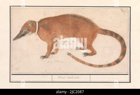 Rhinocéros rouges ou coatimundi. Numéroté en haut à droite : 10. Partie du deuxième album avec des dessins de quadrupeds. Deuxième de douze albums avec dessins d'animaux, d'oiseaux et de plantes connus vers 1600, commandé par l'empereur Rudolf II Avec des notes en néerlandais, latin et français, sud-américain coati (Nasua nasua)., rapporteur pour avis: Anselmus Boëtius de Boodt, (mentionné sur l'objet), Praag, 1596 - 1610, papier, brosse, stylo, h 166 mm × l 297 mm Banque D'Images