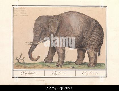 Éléphant d'Asie. Numéroté en haut à droite : 3. En haut à gauche du nom en quatre langues. Partie du deuxième album avec des dessins de quadrupeds. Deuxième de douze albums avec des dessins d'animaux, d'oiseaux et de plantes connus vers 1600, commandé par l'empereur Rudolf II Avec des notes en néerlandais, latin et français, éléphant d'Asie (Elepha maximus) Oliphant. / Elepha. / Elephant., rapporteur pour avis: Anselmus Boëtius de Boodt, rapporteur pour avis: Elias Verhulst, rapporteur pour avis: Praag, rapporteur pour avis: Delft, 1596 - 1610, papier, brosse, stylo, h 184 mm × l 275 mm Banque D'Images