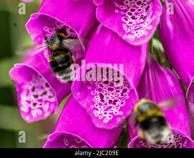 Bumblebee à queue blanche, Bombus lucorum entrant dans une bouche rose fuchsia d'une fleur de Foxglove Digitalis Dalmatian, une abeille à queue blanche en premier plan Banque D'Images