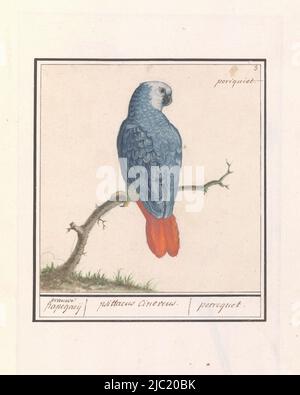 Perroquet gris à queue rouge. Numéroté en haut à droite : 3. Avec le nom. Partie du deuxième album avec des dessins d'oiseaux. Quatrième des douze albums avec dessins d'animaux, d'oiseaux et de plantes connus vers 1600, commandé par l'empereur Rudolf II Avec des notes en néerlandais, latin et français, le perroquet gris à queue rouge (Psittacus erithacus) gris Papegaeij / psittacus cineveus. / perroquet., rapporteur pour avis: Anselmus Boëtius de Boodt, rapporteur pour avis: Elias Verhulst, rapporteur pour avis: Praag, rapporteur pour avis: Delft, 1596 - 1610, papier, brosse, stylo, h 163 mm × l 158 mm Banque D'Images