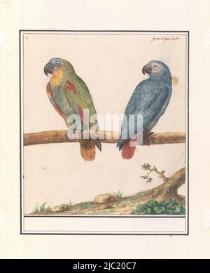 Perroquet et perroquet gris à queue rouge. Numéroté en haut à gauche : 6. En haut à droite du nom. Partie du deuxième album avec des dessins d'oiseaux. Quatrième des douze albums avec dessins d'animaux, d'oiseaux et de plantes connus vers 1600, commandé par l'empereur Rudolf II Avec des notes en néerlandais, latins et français, Parrot et le perrot gris rouge (Psittacus erithacus)., rapporteur pour avis: Anselmus Boëtius de Boodt, rapporteur pour avis: Elias Verhulst, rapporteur pour avis: Praag, rapporteur pour avis: Delft, 1596 - 1610, papier, brosse, stylo, h 194 mm × l 173 mm Banque D'Images