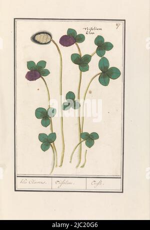 Trèfle rouge. Numéro en haut à droite : 117. Avec le nom latin. Partie du deuxième album avec des dessins de fleurs et de plantes. Neuvième des douze albums avec dessins d'animaux, d'oiseaux et de plantes connus vers 1600, commandé par l'empereur Rudolf II Avec des notes en néerlandais, latin et français, trèfle rouge (Trifolium pratense) Klee Claevers. / Trifolium. / Trefle, rapporteur pour avis: Anselmus Boëtius de Boodt, rapporteur pour avis: Elias Verhulst, rapporteur pour avis: Praag, rapporteur pour avis: Delft, 1596 - 1610, papier, brosse, stylo, h 246 mm × l 166 mm Banque D'Images