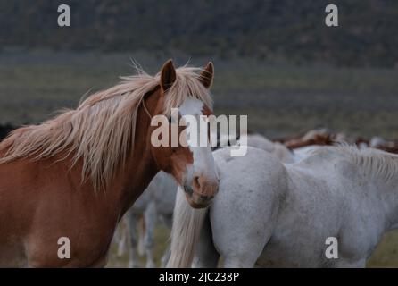 Chevaux de ranch dans l'ouest américain étant annoncée aux pâturages d'été Banque D'Images