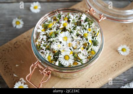 Préparation de sirop à base de plantes à partir de fleurs de pâquerettes fraîches Banque D'Images
