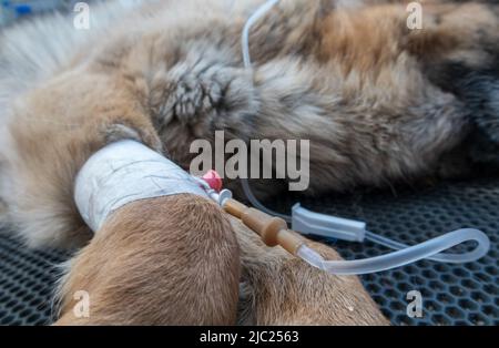 traitement vétérinaire, un chien sous un compte-gouttes, un cathéter dans la patte de gros plan Banque D'Images