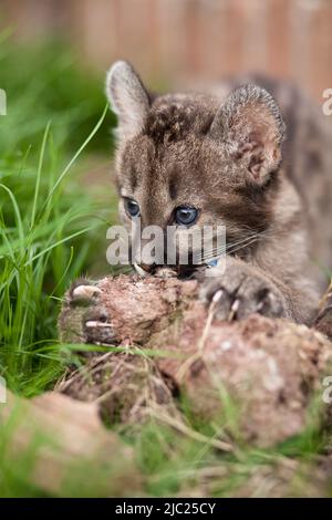 Un jeune guépard regardant assis dans l'herbe profonde Banque D'Images