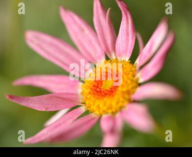 Gros plan de Marguerite Daisy 'Rose gélique gélique' (Argyranthemum frutescens) fleur rose avec un centre jaune et orange sur fond vert Banque D'Images