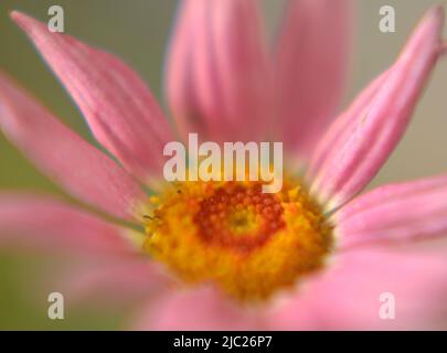 Gros plan de Marguerite Daisy 'Rose gélique gélique' (Argyranthemum frutescens) fleur rose avec un centre jaune et orange sur fond vert Banque D'Images