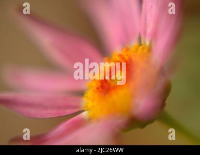 Gros plan de Marguerite Daisy 'Rose gélique gélique' (Argyranthemum frutescens) fleur rose avec un centre jaune et orange sur fond vert Banque D'Images