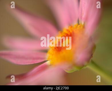 Gros plan de Marguerite Daisy 'Rose gélique gélique' (Argyranthemum frutescens) fleur rose avec un centre jaune et orange sur fond vert Banque D'Images