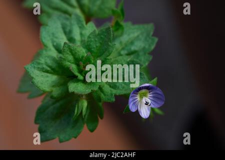 Petite fleur violette sauvage sur le balcon Banque D'Images