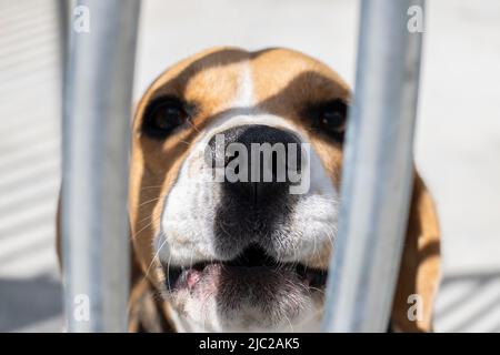 Chien de beagle aboyant dans un abri. Gros plan sur le nez. Banque D'Images
