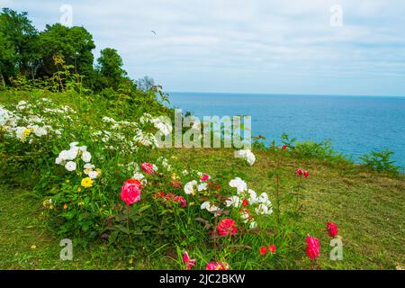 Vue sur le jardin de la mer, ville de Varna, Bulgarie.People promenade sur l'allée du parc avec des roses lumineuses fleurs le jour d'été, Banque D'Images