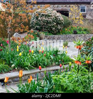 Tulipa, Frittilaria et châtaigne de cheval chinois dans le jardin en contrebas d'Aberglasney Banque D'Images