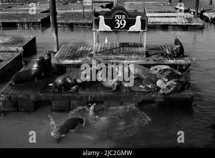 Les lions de mer de Californie reposent sur des plates-formes réservées aux animaux de l'embarcadère 39, dans la région de Fisherman's Wharf à San Francisco, en Californie Banque D'Images