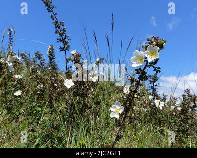 Burnett Rose (Rosa pampinellifolia) floraison en profusion sur les dunes côtières de sable, Kenfig NNR, Glamorgan, pays de Galles, Royaume-Uni, Mai. Banque D'Images