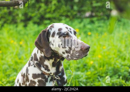 Mignon chiot Dalmatien pour une promenade dans le parc portrait.Portrait d'été de chien dalmatien mignon et souriant avec des taches noires. Belle et belle dalmatie Banque D'Images