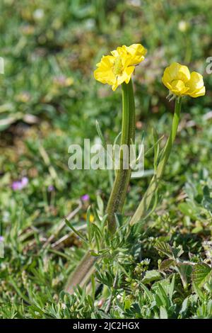 Butterbutter butterbutterbule (Ranunculus bulbosus) à tiges aplaties « fasciées » et têtes de fleurs allongées, Kenfig NNR, Glamourgan, pays de Galles, Royaume-Uni, Mai. Banque D'Images